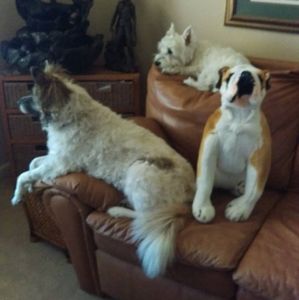 Meet your Posher, Don